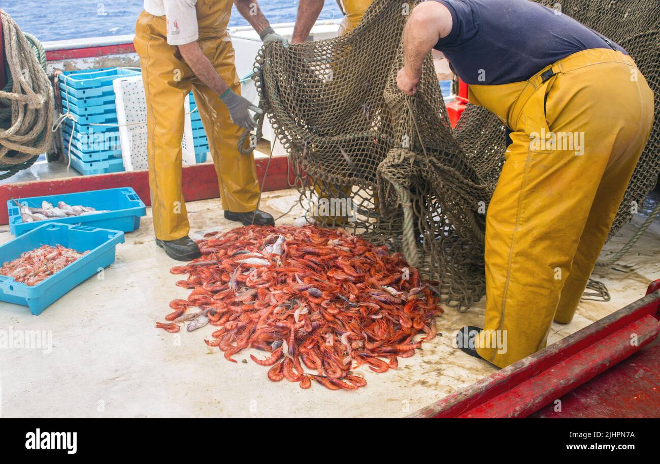 Fischer, die Netze leeren und den Fang von roten Garnelen auswählen Stockfoto