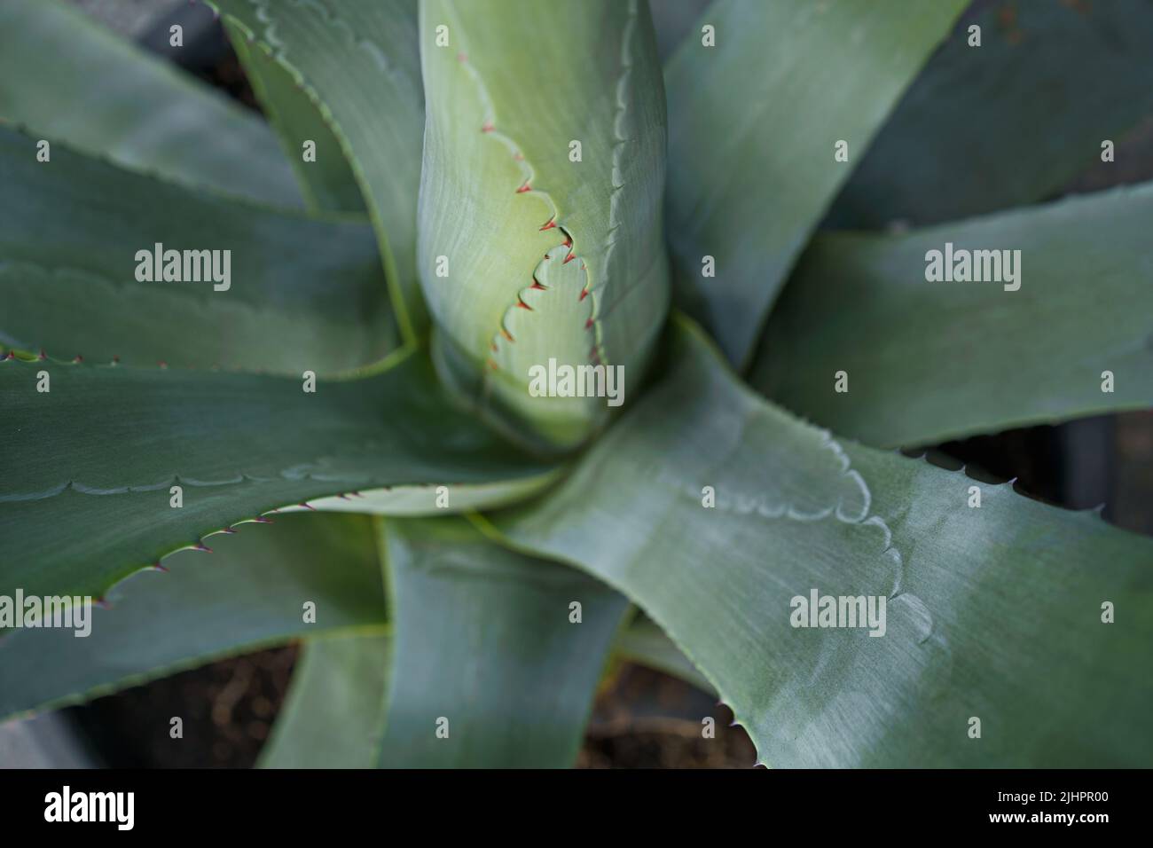 Grünlich-blaue Agavenpflanze, Grundbestandteil von Tequila, einem beliebten destillierten Getränk. Agave, bläulich grüne Pflanze im Freien. Stockfoto