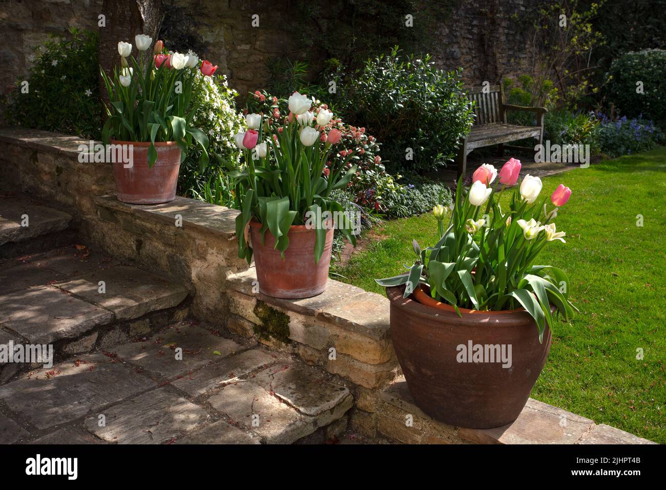 Frühlingszwiebeln in Terrakotta-Töpfen säumen den Treppenweg im englischen Garten Stockfoto