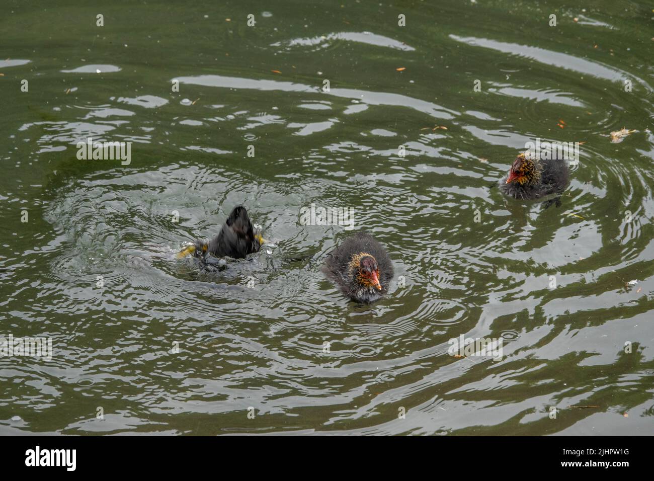 coot Tauchen für Nahrung, um ihre niedlichen Küken zu füttern Stockfoto