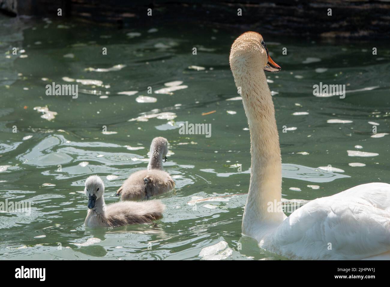 Eleganter Schwan mit ihren niedlichen Cygnets am Fluss Stockfoto