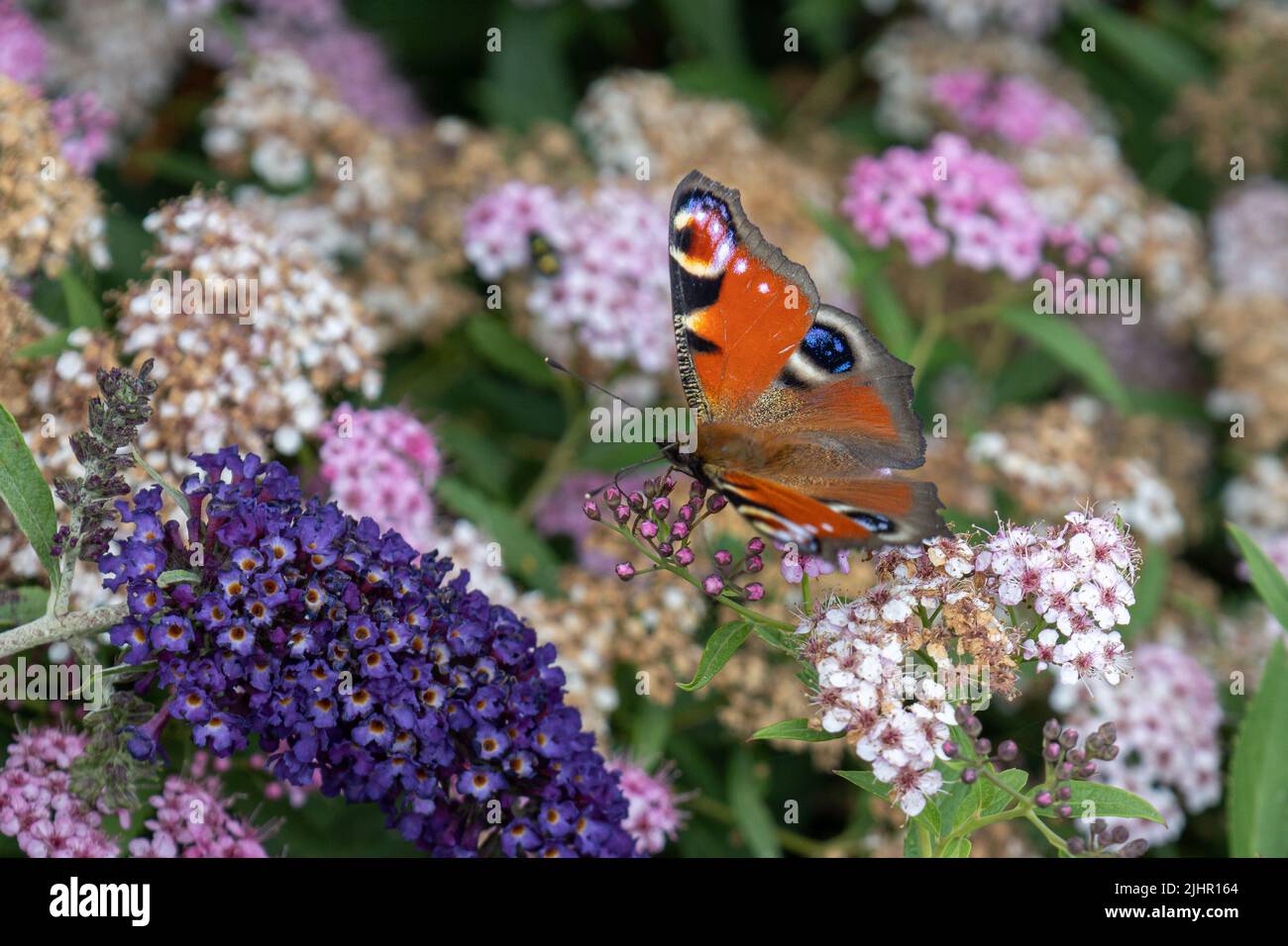 Der Pfauenschmetterling auf einem Schmetterlingsbusch mit hellen Farben und einer Zeichnung auf den Flügeln, die Augen ähneln, um Raubtiere abzuschrecken Stockfoto