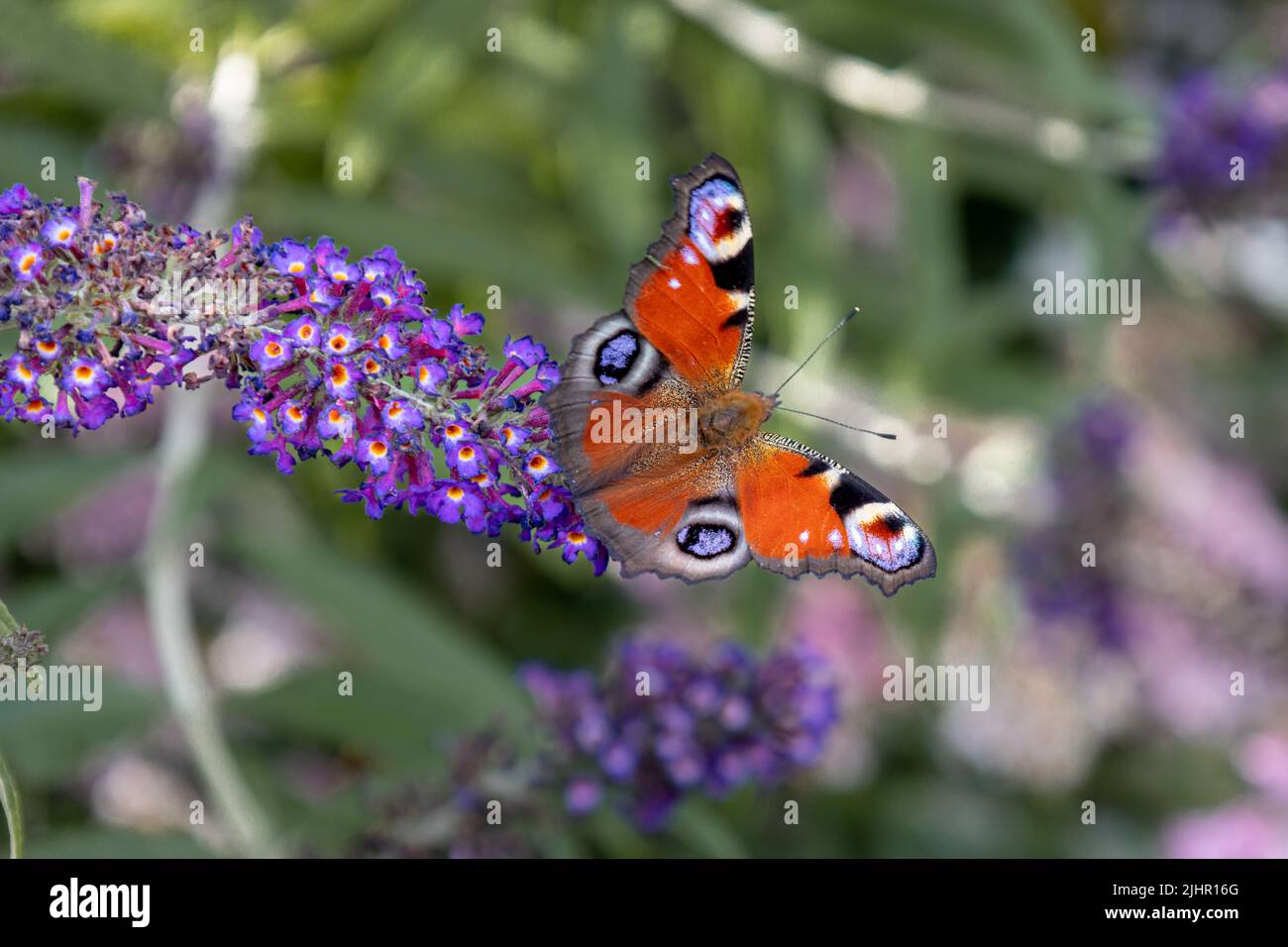Der Pfauenschmetterling auf einem Schmetterlingsbusch mit hellen Farben und einer Zeichnung auf den Flügeln, die Augen ähneln, um Raubtiere abzuschrecken Stockfoto