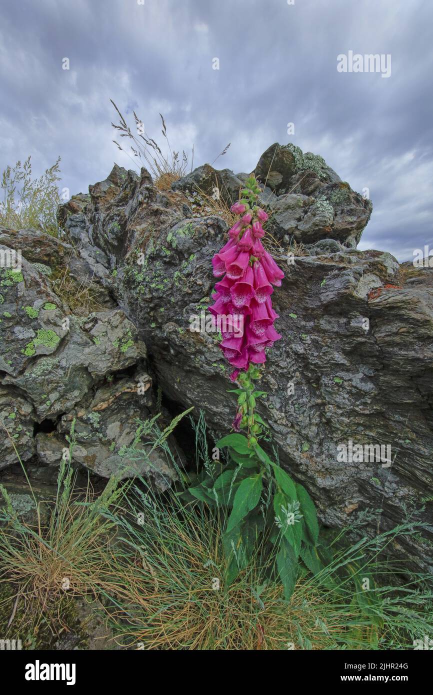 Frankreich, Gard (30) plante vivace Digitale Pourpre, Parc National des Cevennes, Massif de l'Aigoual / Frankreich, Gard Purple Foxglove Perennial, Cevennes National Park, Aigoual-Massiv Stockfoto