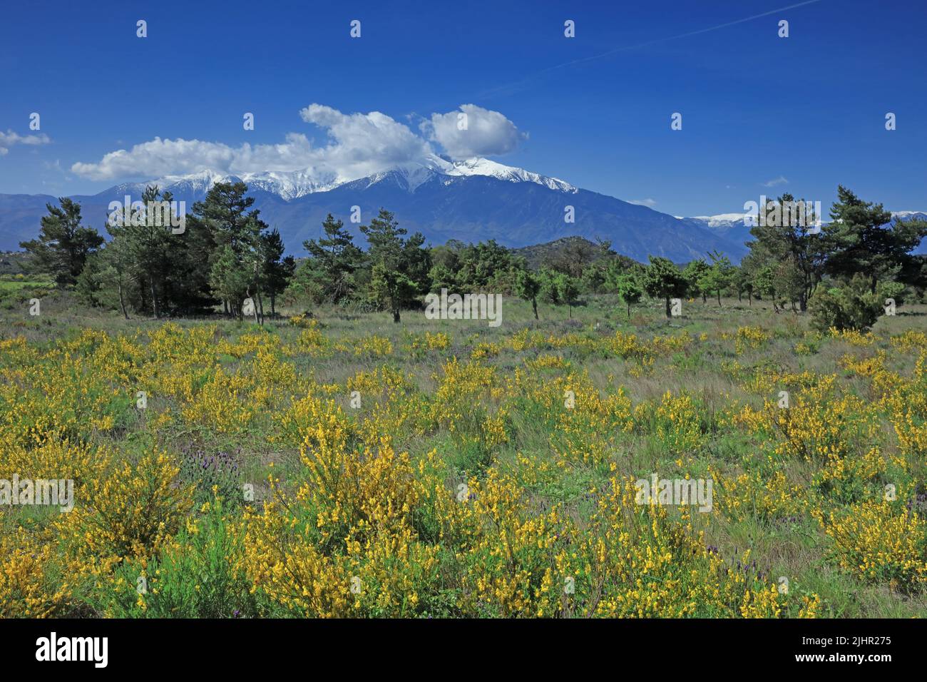 Frankreich, Pyrénées-Orientales (66) Canigou, Massif du Canigou enneigé, paysage du Roussillon depuis les collines environnantes / Frankreich, Pyrénées-Orientales Canigou, schneebedecktes Canigou-Massiv, Landschaft von Roussillon aus den umliegenden Hügeln Stockfoto