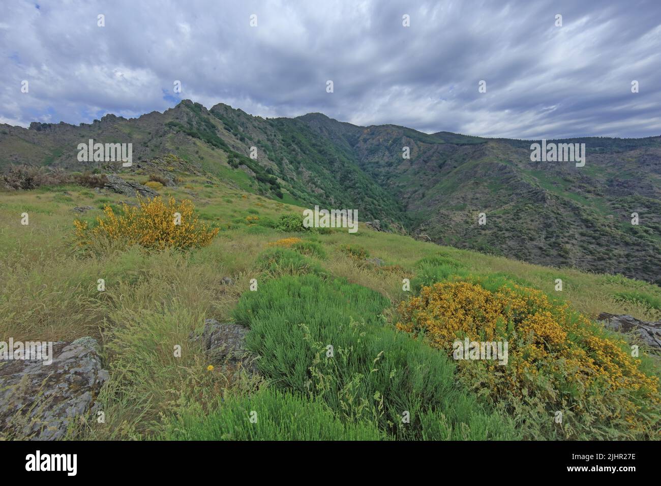 Frankreich, Gard (30) Mont Aigoual est un sommet situé dans le sud du Massif Central, sur la limite entre le Gard et la Lozère, paysage vue du sentier de randonnée des 4000 Märsche / Frankreich, Gard Mont Aigoual ist ein Gipfel im südlichen Zentralmassiv, An der Grenze zwischen Gard und Lozère, Landschaft vom 4000 Stufen Wanderweg aus gesehen Stockfoto