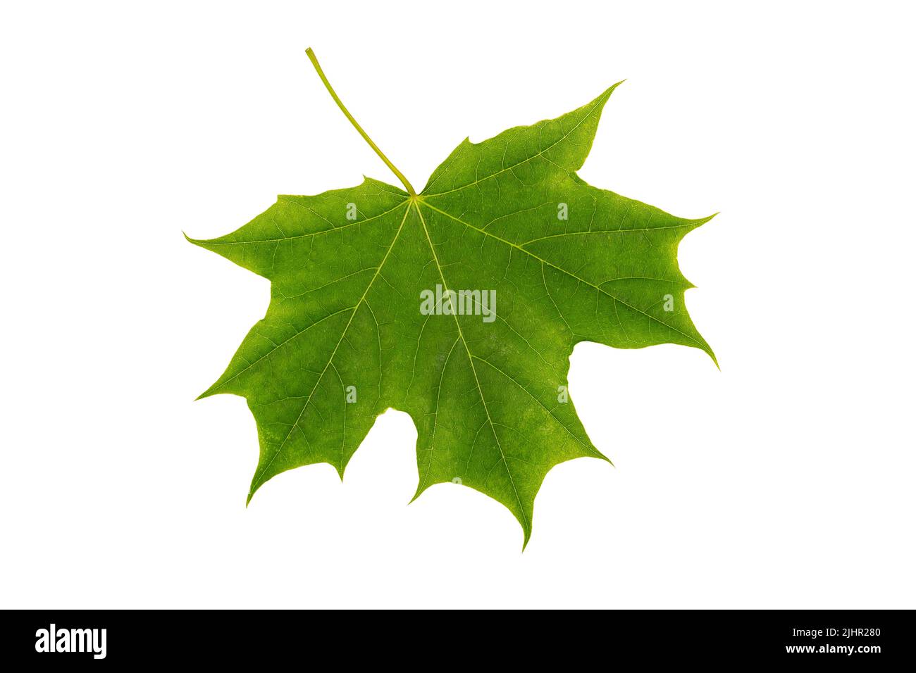 Grüne Ahornblatt Nahaufnahme isoliert auf weißem Hintergrund Stockfoto