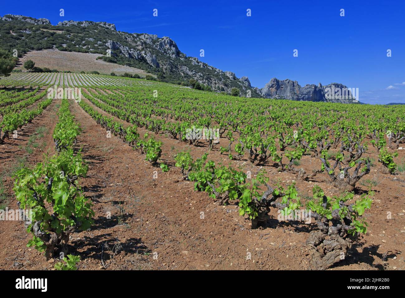 Frankreich, Vaucluse (84) Beaumes-de-Venise le vignoble de l'Appellation Côtes-du-Rhône, Massiv des Dentelles de Montmirail / Frankreich, Vaucluse Beaumes-de-Venise der Weinberg der Appellation Côtes-du-Rhône, Massiv des Dentelles de Montmirail Stockfoto