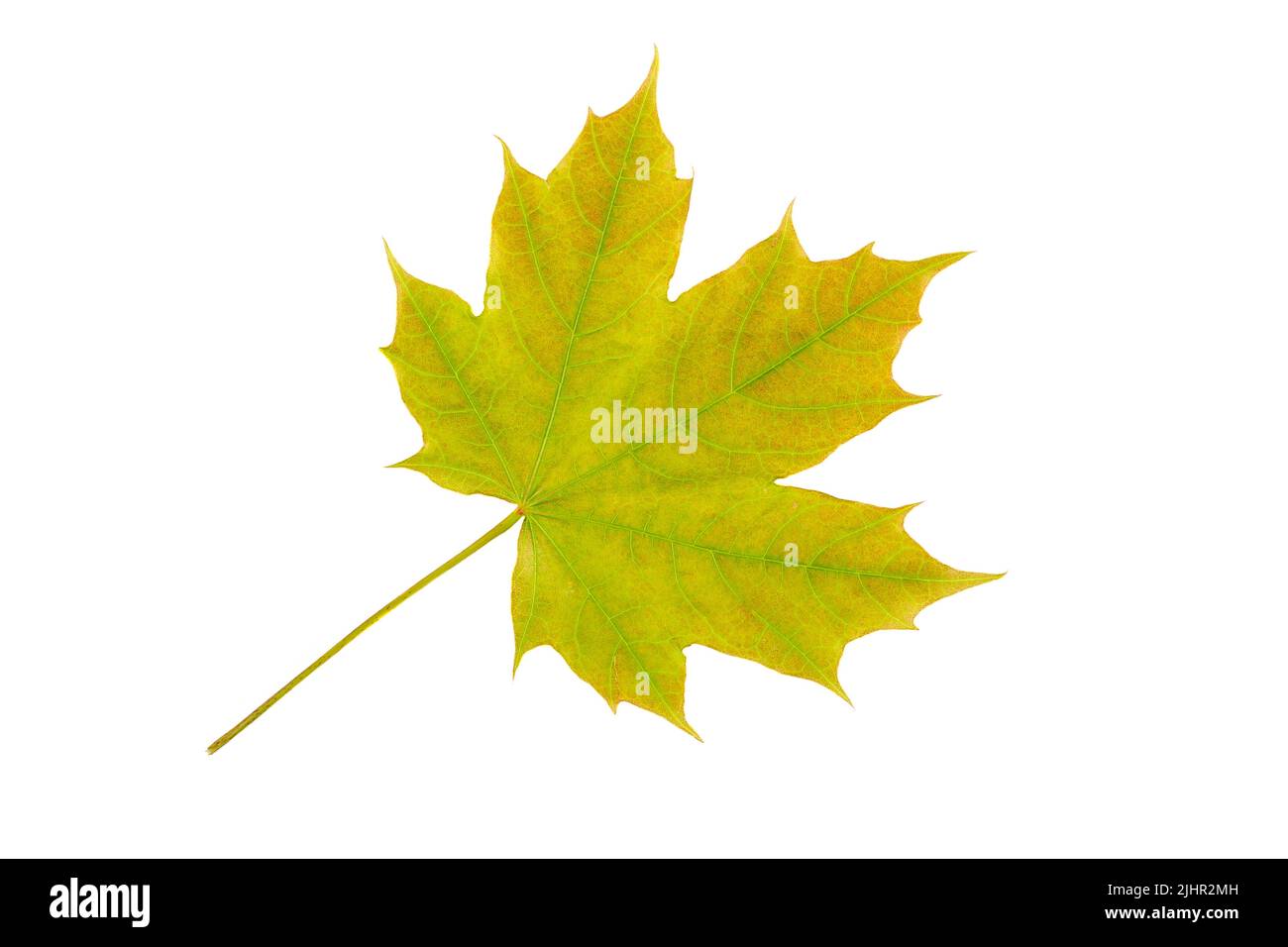 Vergilbtes Ahornblatt Nahaufnahme isoliert auf weißem Hintergrund Stockfoto
