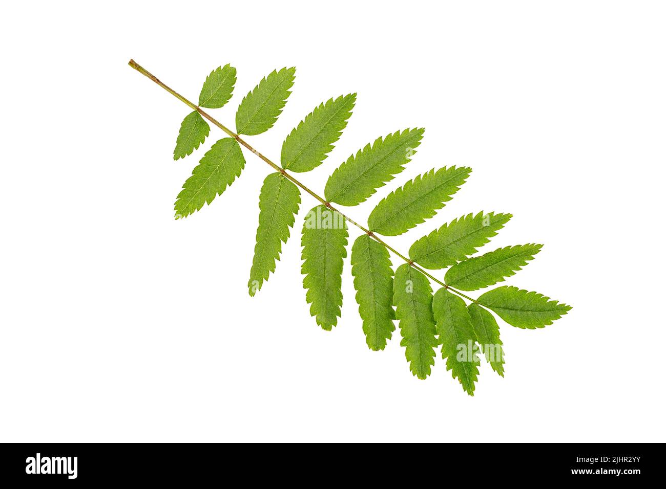 Grüne Akazienblätter Nahaufnahme isoliert auf weißem Hintergrund Stockfoto