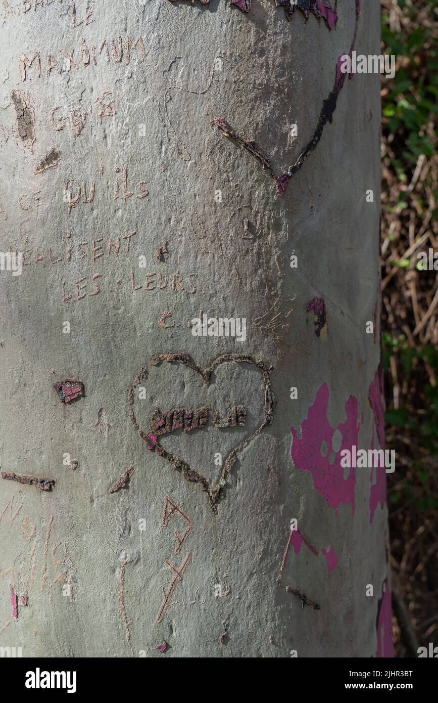 Frankreich, Region Ile de France, Paris 14. Arrondissement, rue Emile Richard, Herz auf einem Baumstamm geschnitzt, Stockfoto