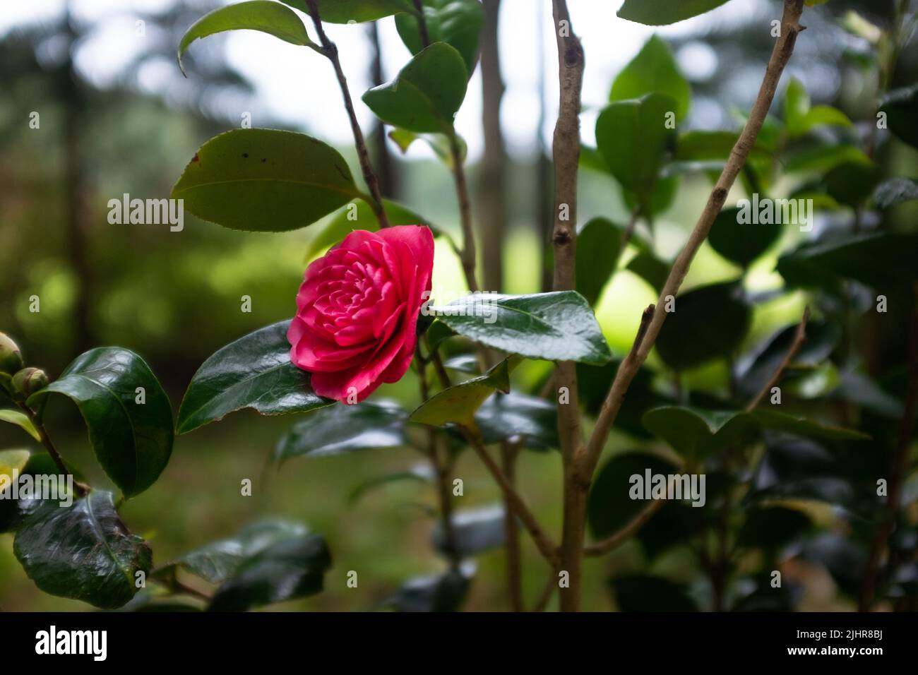 Kamelienblüten in Blüte, auch bekannt als Camellia japonica, gewöhnliche Kamelie oder japanische Kamelie, eine Art blühender Pflanze aus der Familie der Theaceae Stockfoto
