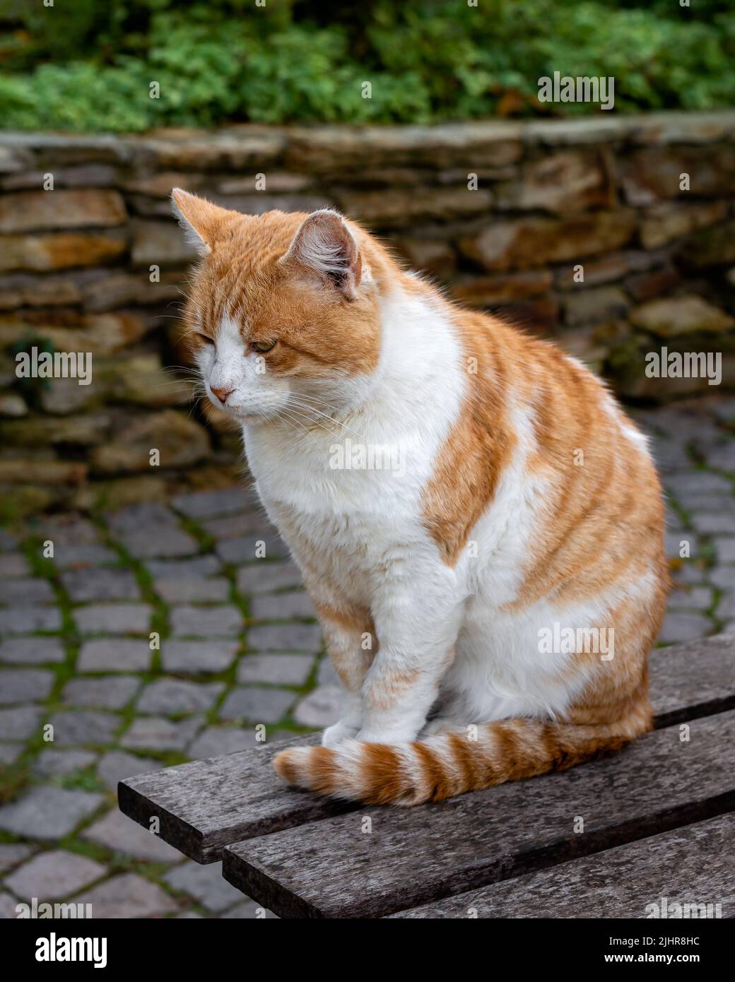 Ingwer-Katze denkt auf einer Bank, streunende Katze meditiert Stockfoto