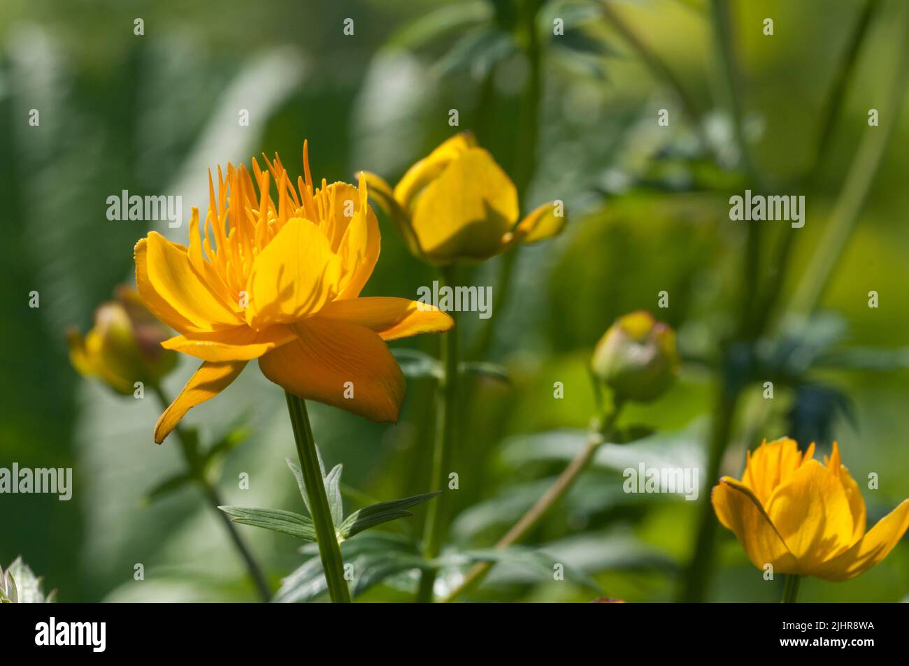 Chinesische globeflower (Trollius chinensis), Nahaufnahme, lokalen Fokus Stockfoto