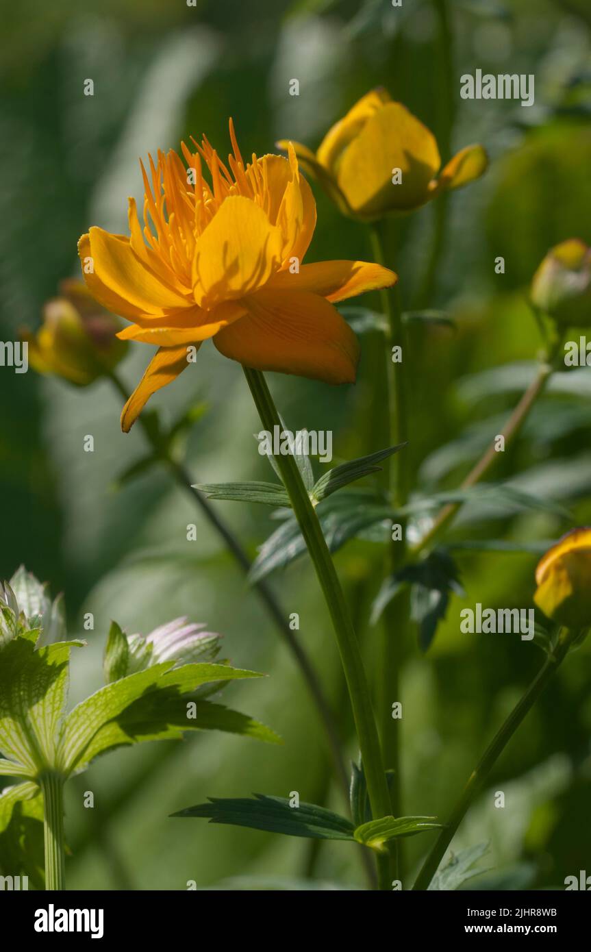 Chinesische globeflower (Trollius chinensis), Nahaufnahme, lokalen Fokus Stockfoto