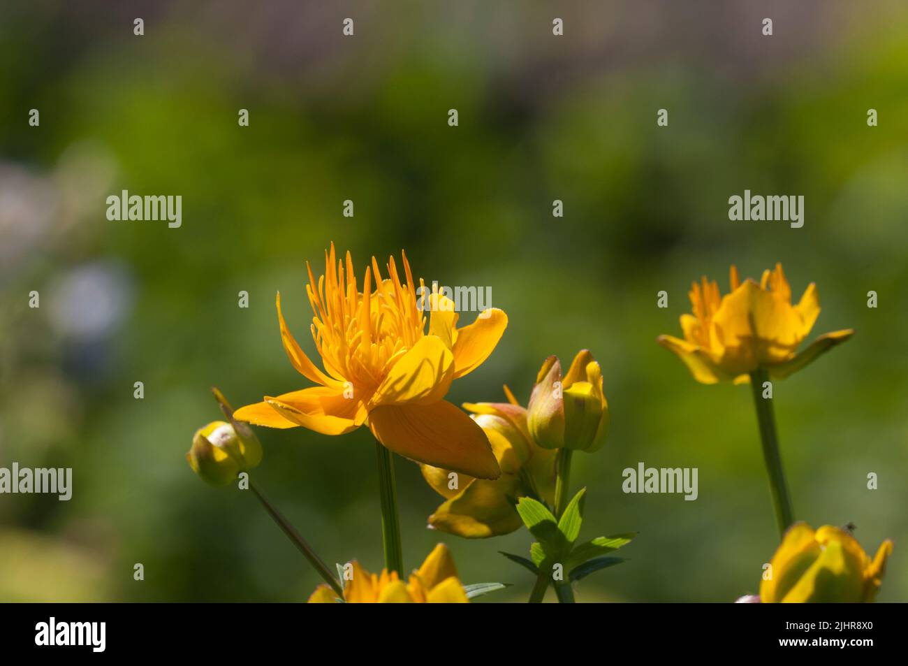 Chinesische globeflower (Trollius chinensis), Nahaufnahme, lokalen Fokus Stockfoto