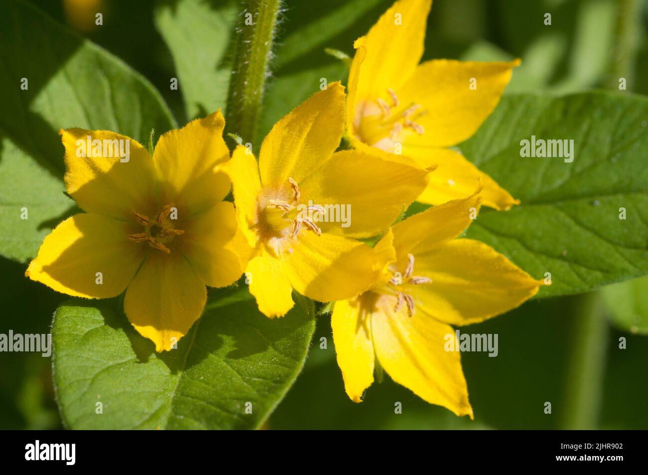 Nahaufnahme von gepunkteten Loosestrahlen (lysimachia punctata) in voller Blüte, Nahaufnahme Stockfoto