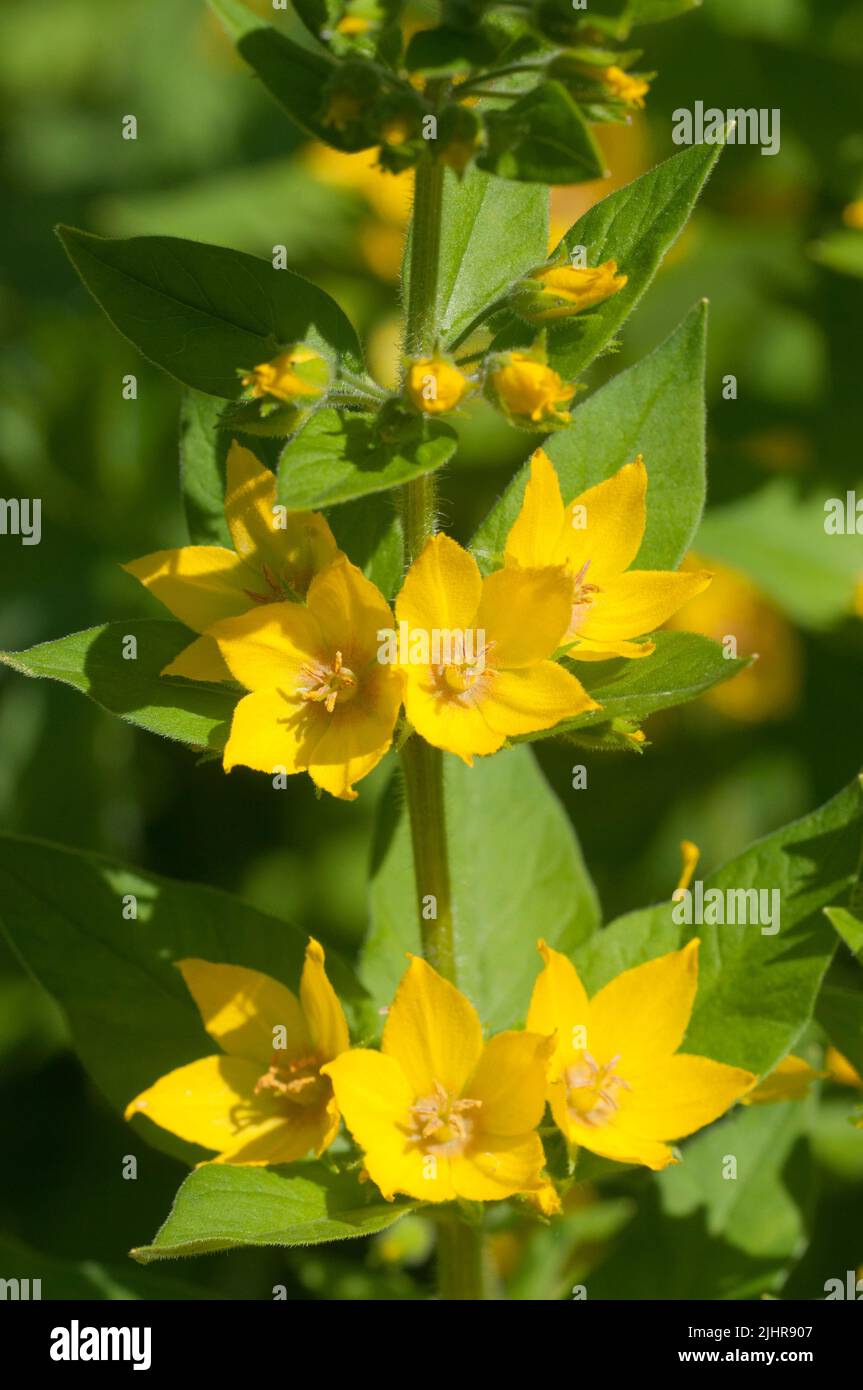 Nahaufnahme von gepunkteten Loosestrahlen (lysimachia punctata) in voller Blüte, Nahaufnahme Stockfoto