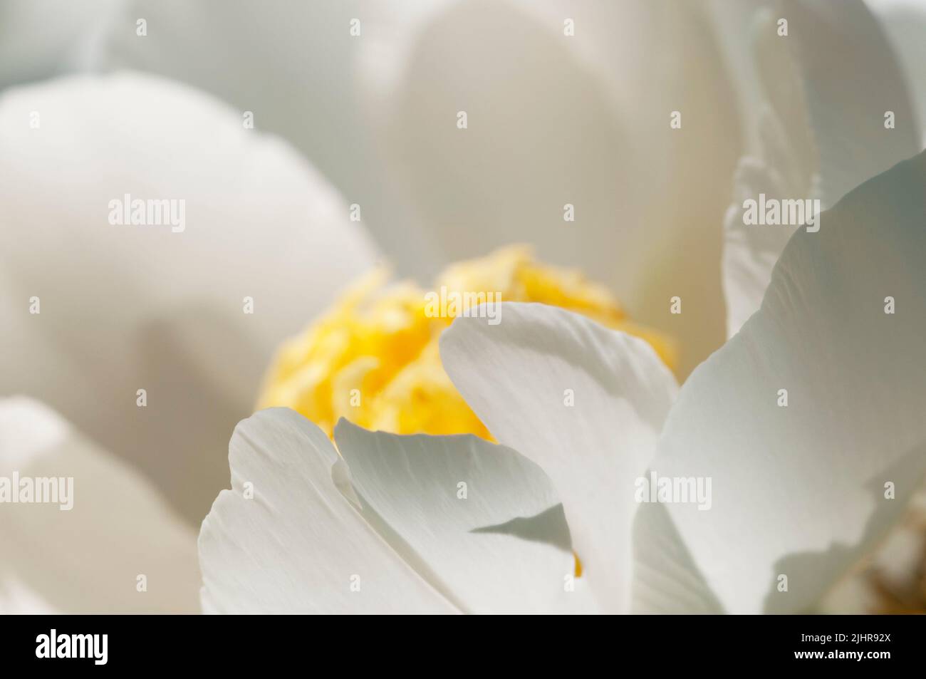 Blühende weiße Pfingstrose im Garten, Nahaufnahme Stockfoto
