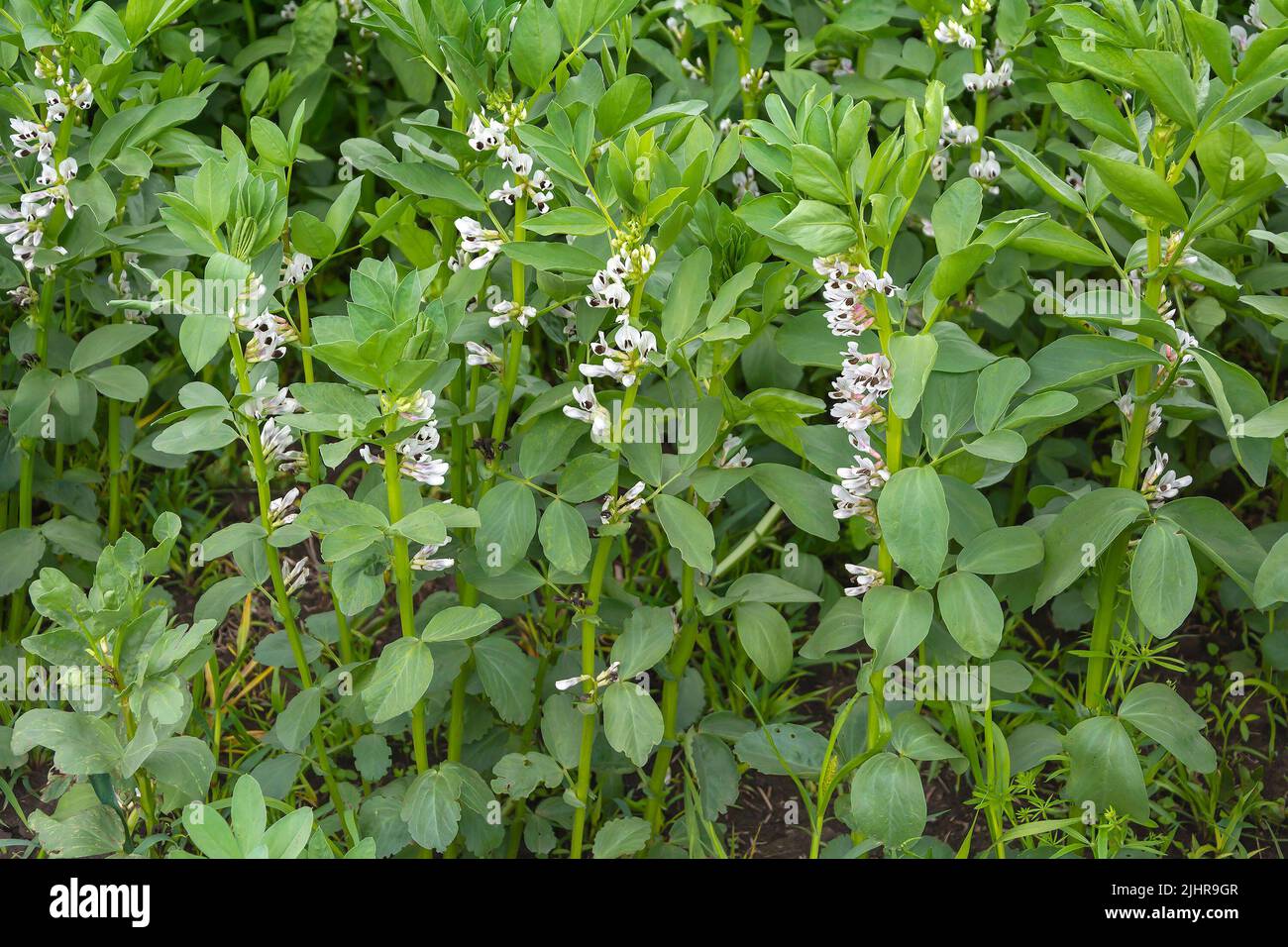 Blühendes Feld von Futterbohnen, Vicia faba, während der Blütezeit Stockfoto
