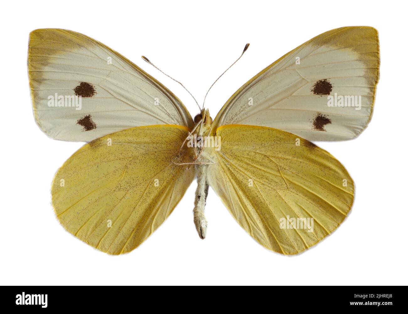 Weiblicher großer weißer Schmetterling, auch Kohl-Schmetterling oder Kohl-Weiß (Pieris brassicae) genannt, offene Flügel und von unten isoliert auf weißem Rücken gesehen Stockfoto