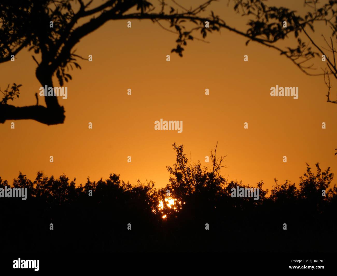 Romantischer Sonnenuntergang in Orange und Schwarz mit Ästen im Rheintal Stockfoto