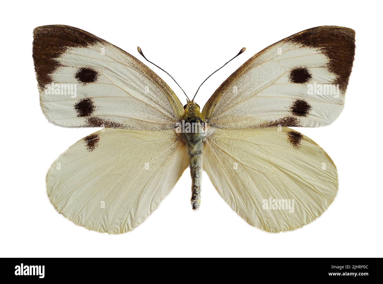 Weiblicher großer weißer Schmetterling, auch Kohl-Schmetterling oder Kohl-Weiß (Pieris brassicae) genannt, offene Flügel isoliert auf weißem Hintergrund Stockfoto