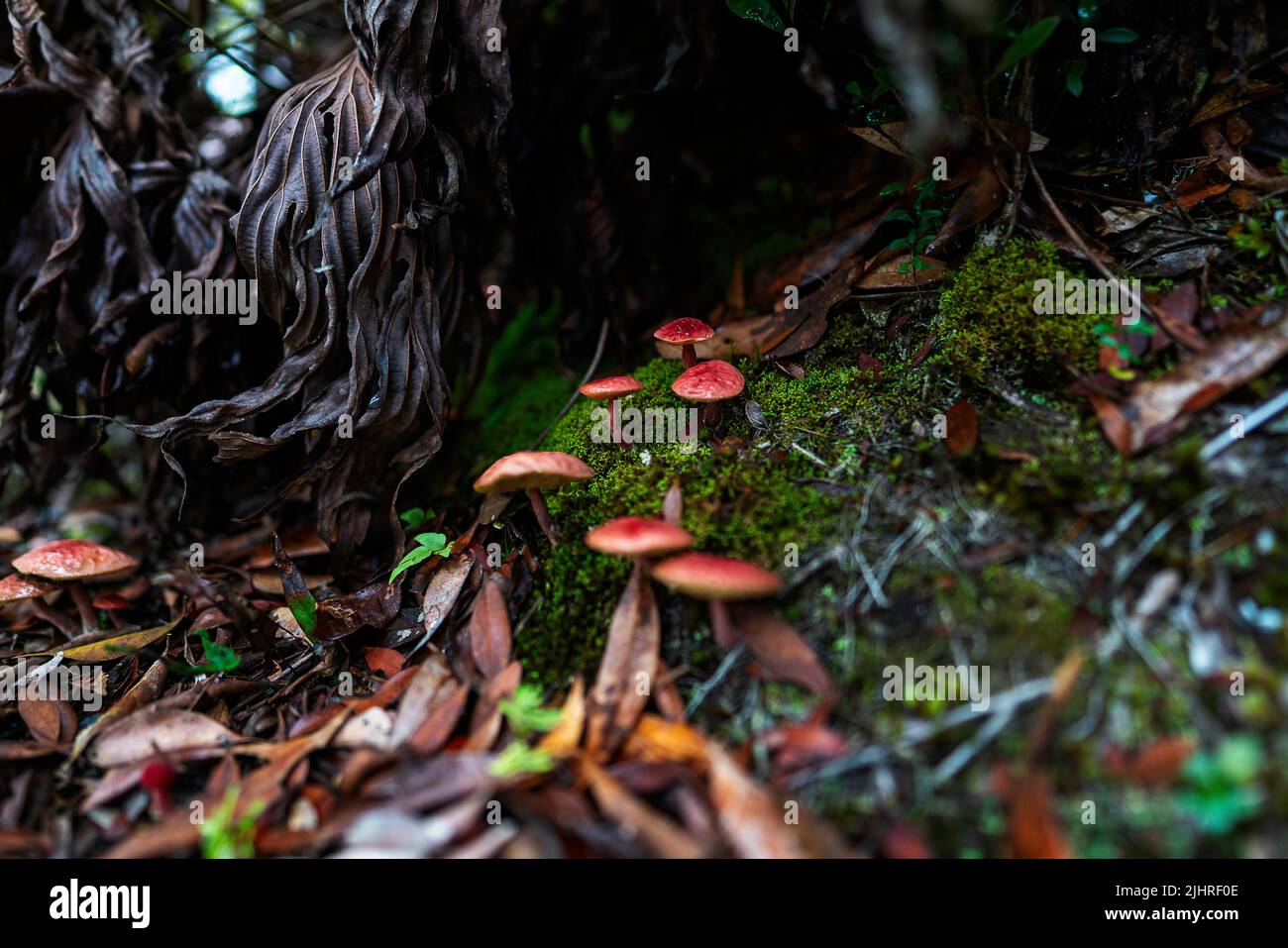 Kleine Welt Stockfoto