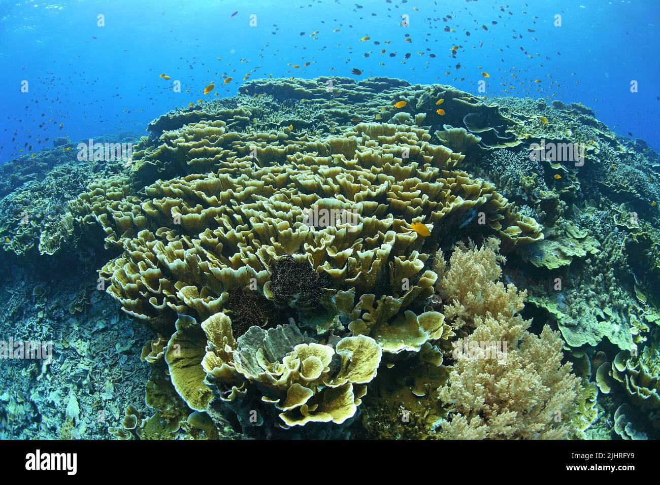 Korallenriff mit Montipora-Korallen (Acroporidae), Great Barrier Reef, Australien Stockfoto