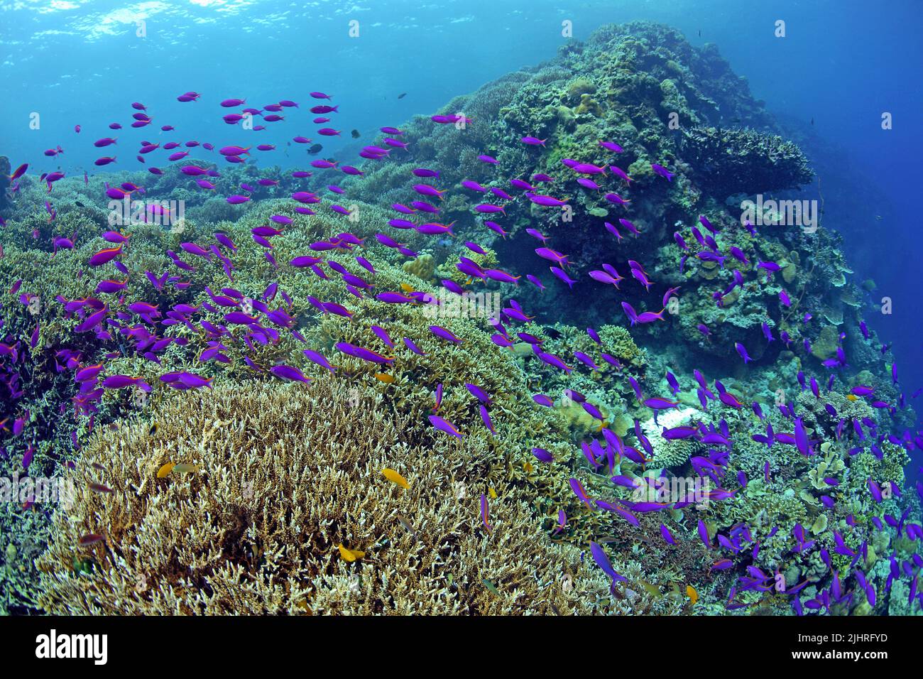 Purple Anthias (Pseudanthias tukas), die über ein Korallenriff mit Steinkorallen (Anacropora spinosa) fahren, Great Barrier Reef, Australien Stockfoto