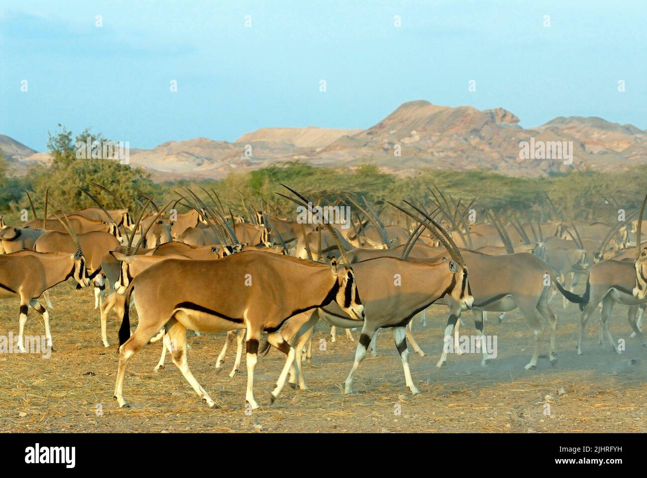 Arabian Oryx (Sir Bani Yas Island), Abu Dhabi, Vereinigte Arabische Emirate Stockfoto