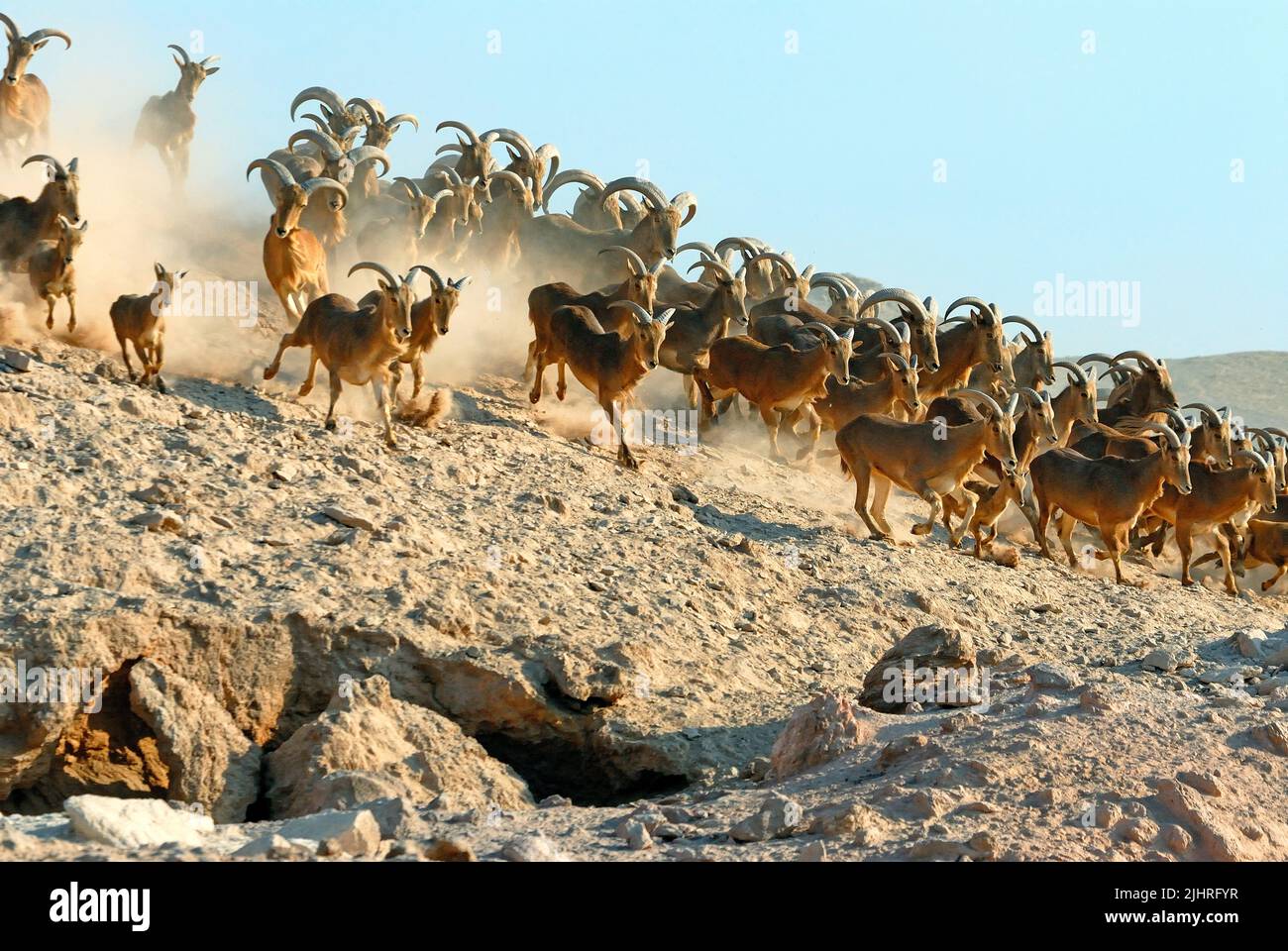 Barbaren Schafen (Ammotragus lervia) auch bekannt als Aoudad, Abu Dhabi, Vereinigte Arabische Emirate Stockfoto