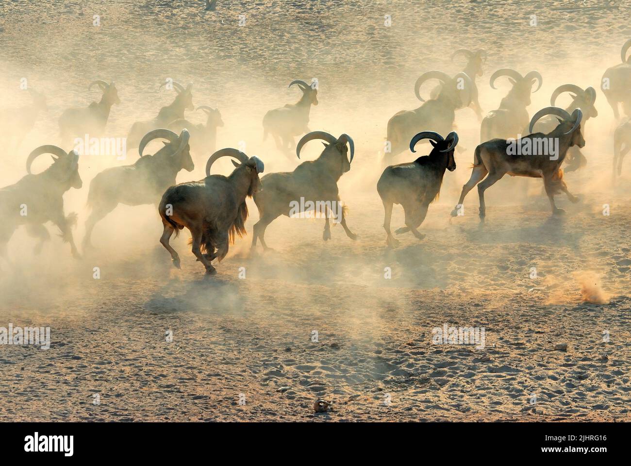 Barbaren Schafen (Ammotragus lervia) auch bekannt als Aoudad, Abu Dhabi, Vereinigte Arabische Emirate Stockfoto
