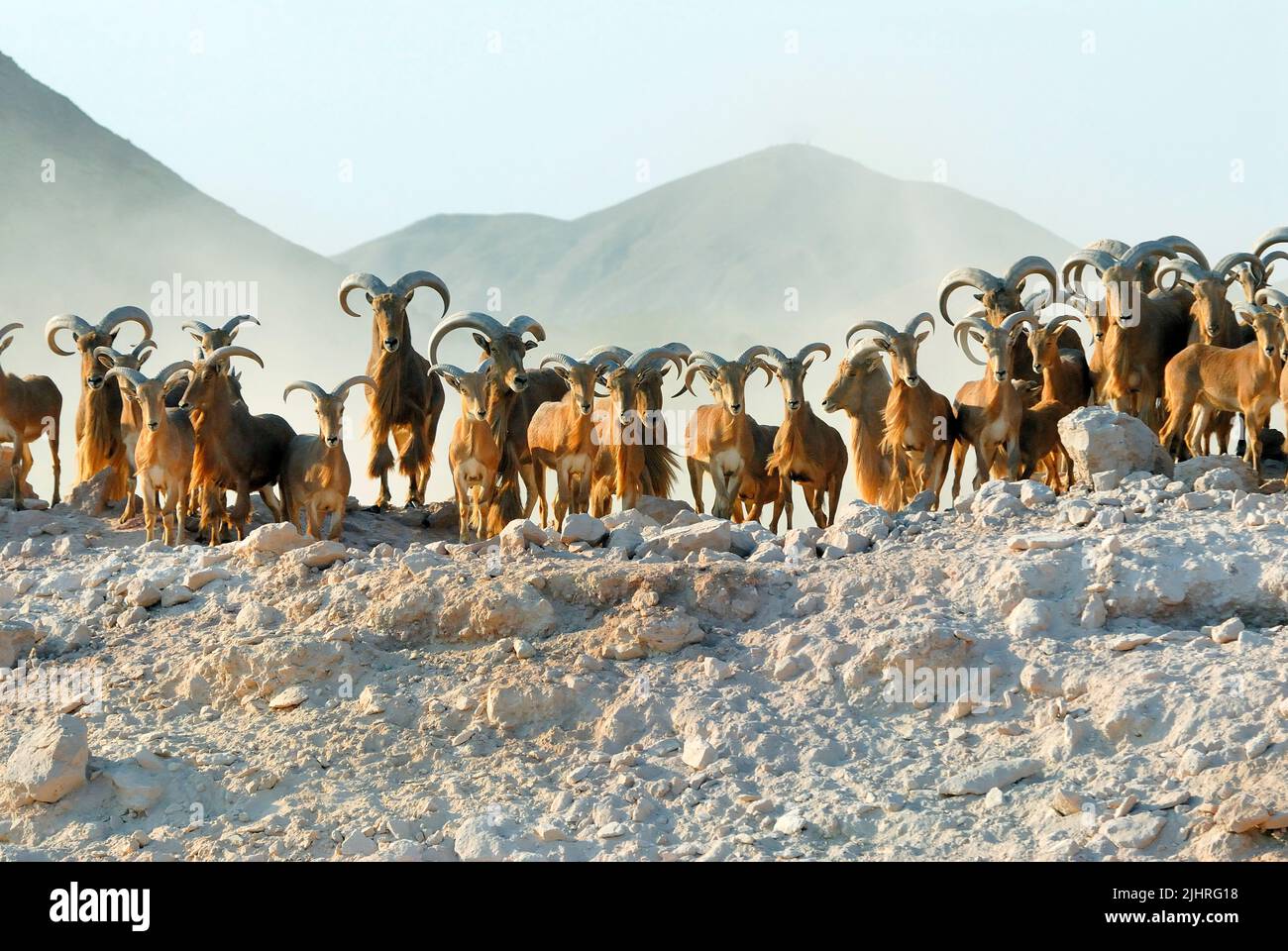 Barbaren Schafen (Ammotragus lervia) auch bekannt als Aoudad, Abu Dhabi, Vereinigte Arabische Emirate Stockfoto