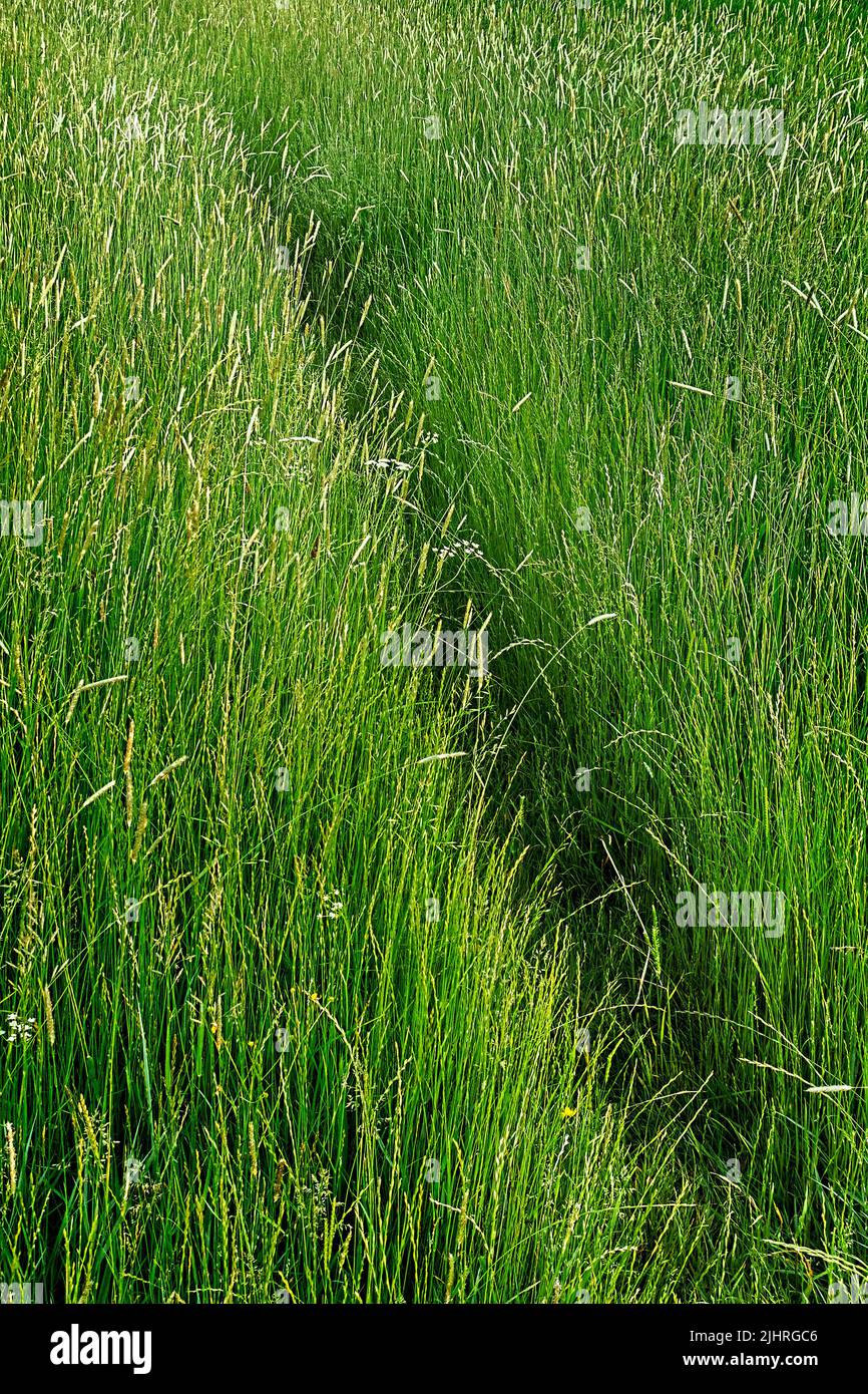 Trail durch hohes grünes Gras, Stockfoto