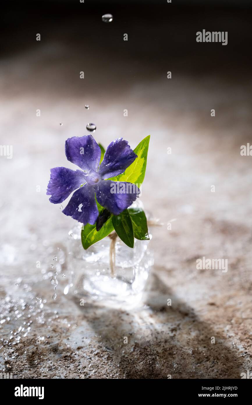 Eine Blume in Glasflasche.Alter Tisch.Wassertropfen.Lila Blumen.Vintage-Stil Stockfoto
