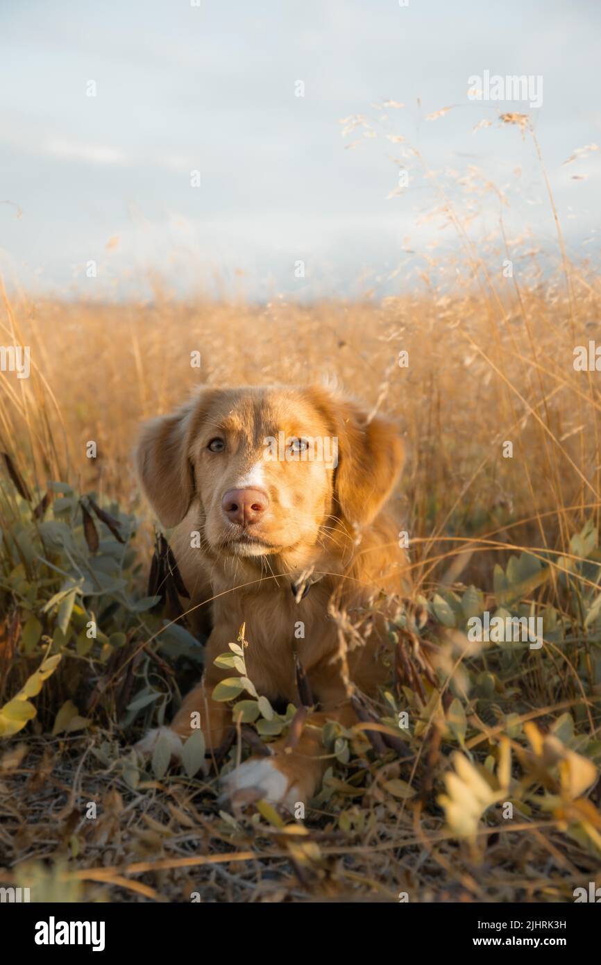 Ein süßer Retriever Hund auf einem Feld Stockfoto