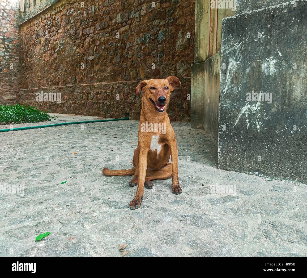 Ein brauner Hund sitzt im Freien Stockfoto