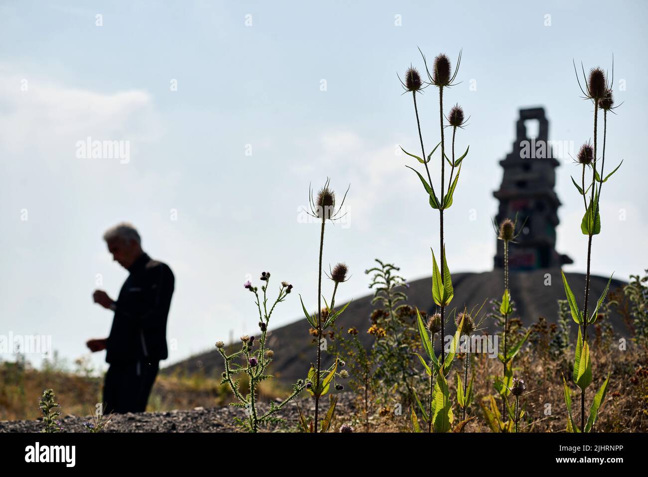 Gelsenkirchen, Deutschland. 20.. Juli 2022. Hinter den hohen Stängeln des wilden Cardoons (Dipsacus fullonum) passiert ein Wanderer auf dem Rheinelbe-Schlackhaufen mit der sogenannten Himmelstreppe. Nach der extremen Hitze sollen Gewitter am Abend möglich sein. Quelle: Bernd Thissen/dpa/Alamy Live News Stockfoto