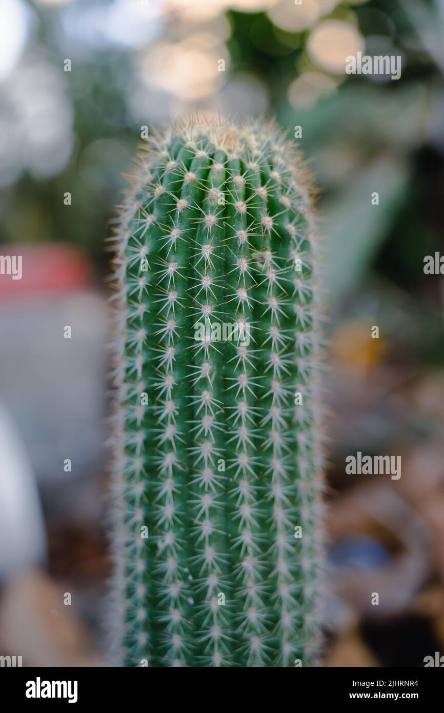 Spitze des kaktus -Fotos und -Bildmaterial in hoher Auflsung  Alamy