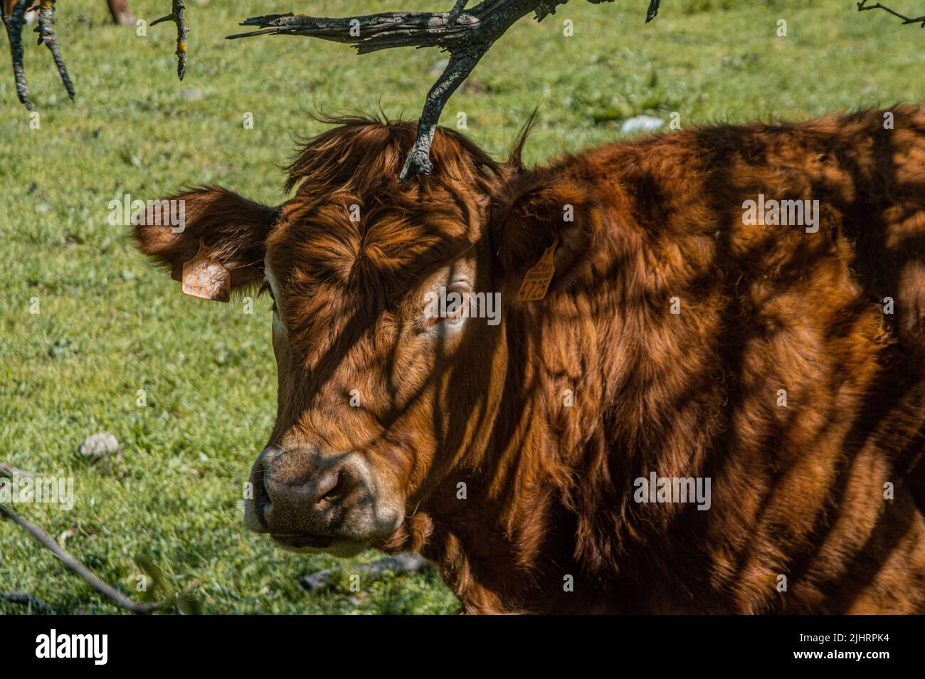 Ein Tarentaise-Vieh, das die Kamera anschaut, mit den Schatten der Zweige auf braunem Fell Stockfoto