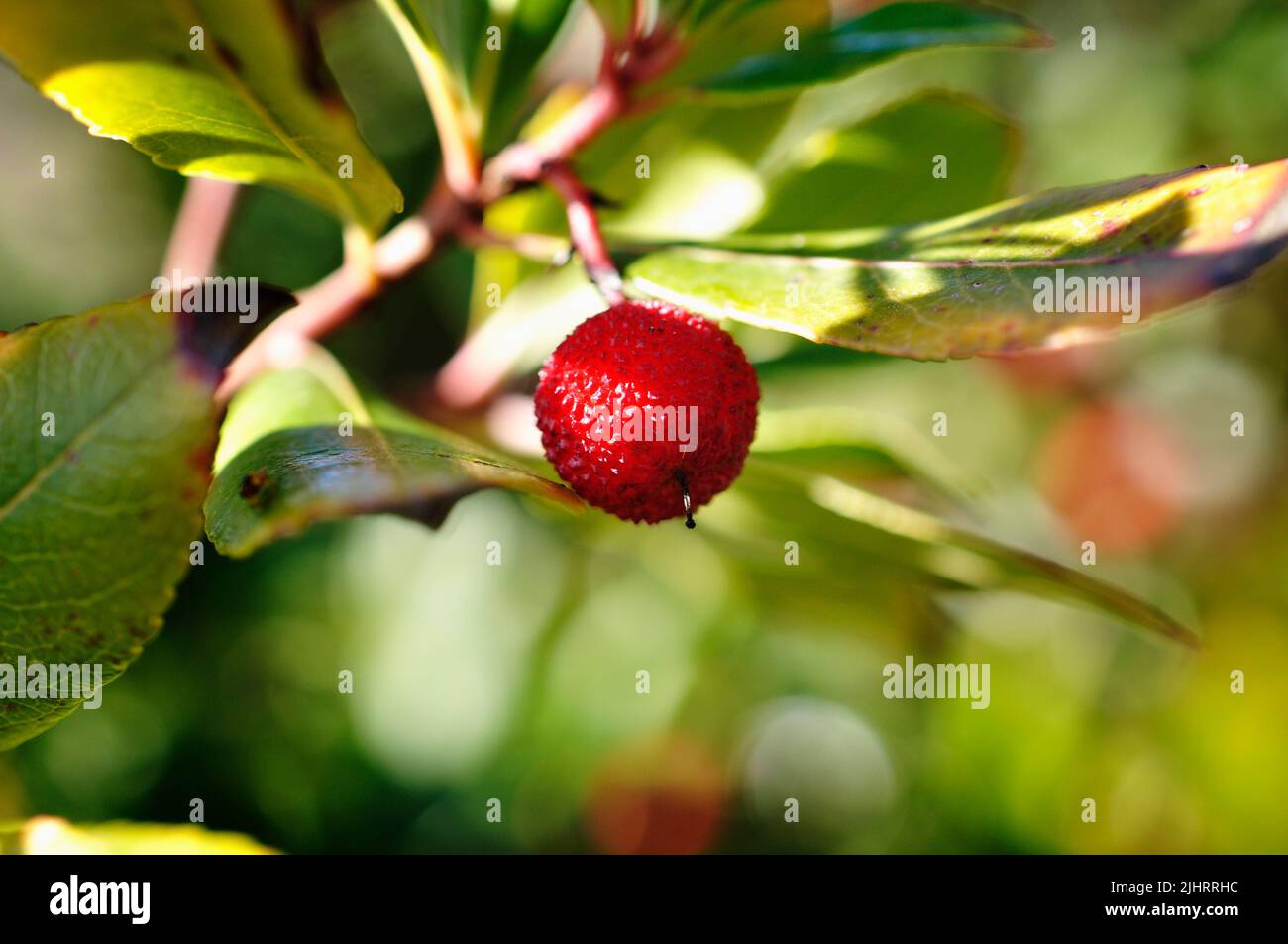 Frucht von Arbutus unedo. Arbutus unedo ist ein immergrüner Strauch oder kleiner Baum aus der blühenden Pflanzenfamilie Ericaceae, die im Mittelmeerraum beheimatet ist Stockfoto