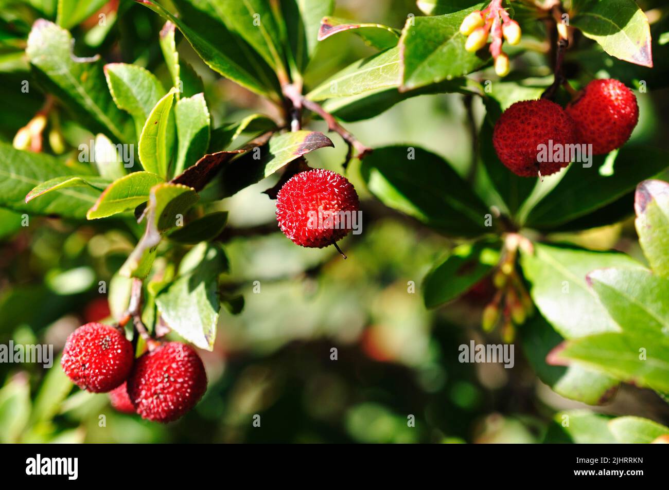 Frucht von Arbutus unedo. Arbutus unedo ist ein immergrüner Strauch oder kleiner Baum aus der blühenden Pflanzenfamilie Ericaceae, die im Mittelmeerraum beheimatet ist Stockfoto