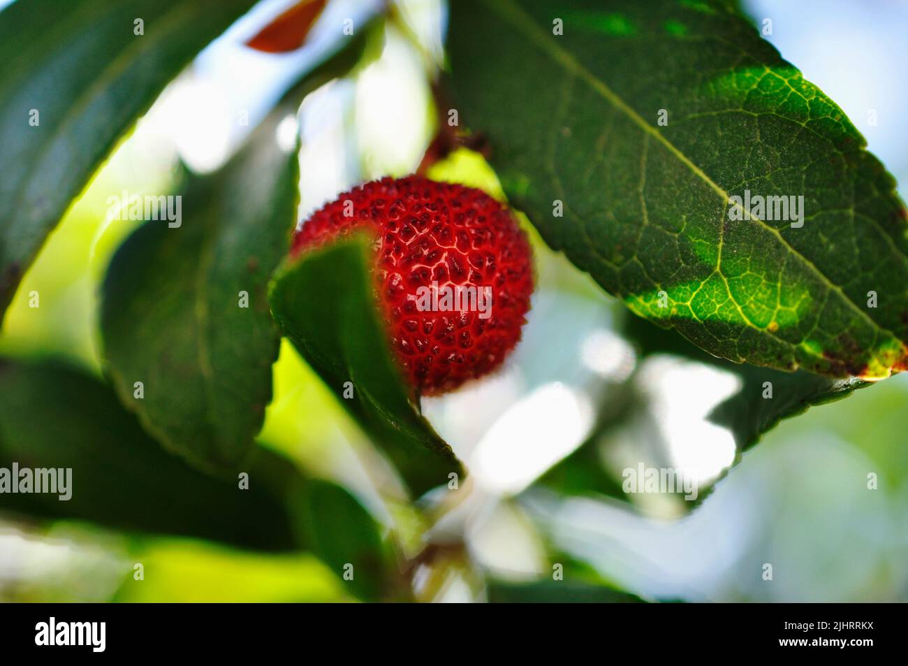 Frucht von Arbutus unedo. Arbutus unedo ist ein immergrüner Strauch oder kleiner Baum aus der blühenden Pflanzenfamilie Ericaceae, die im Mittelmeerraum beheimatet ist Stockfoto