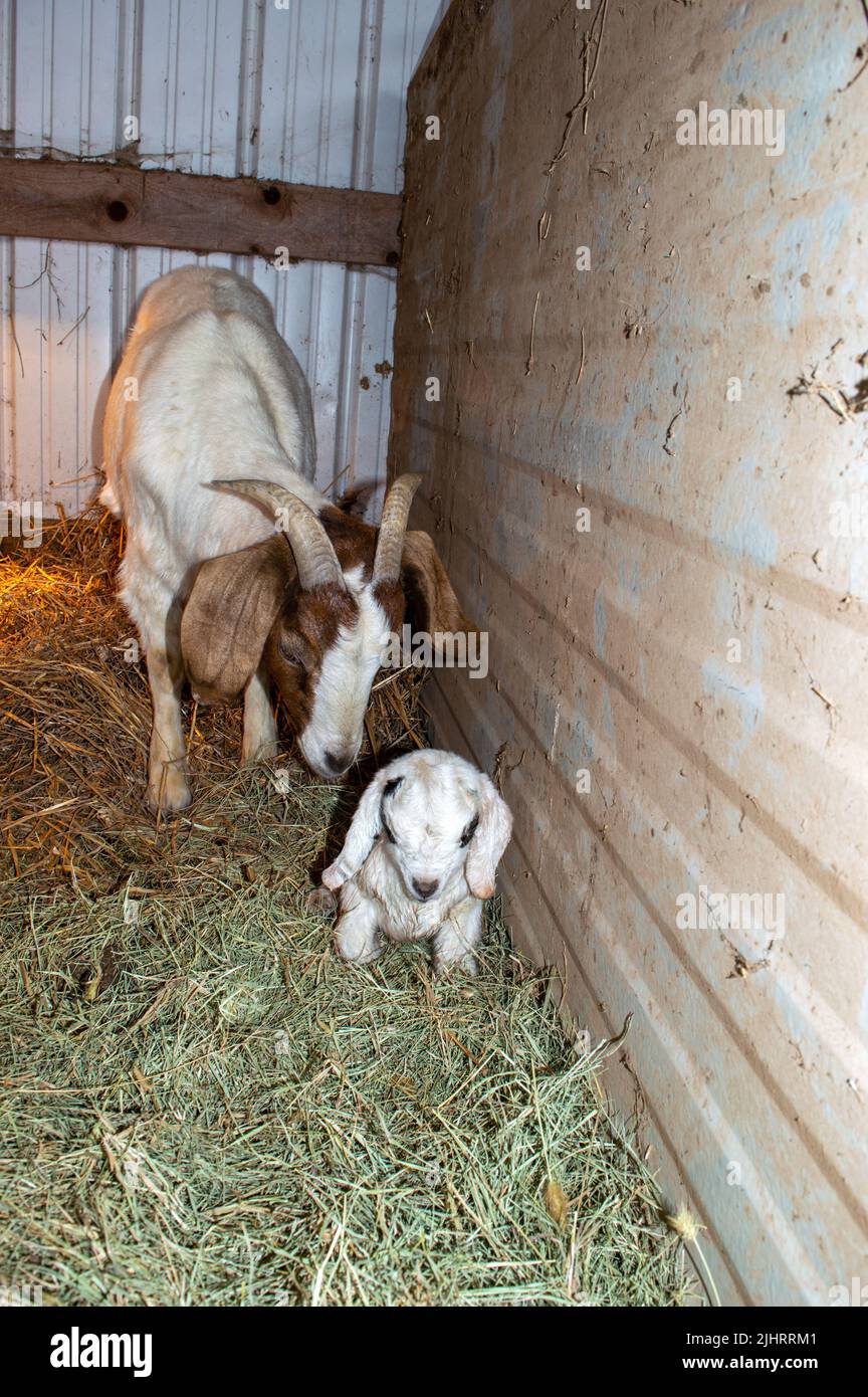 Eine Wärmelampe leuchtet im Hintergrund, als diese langohrige Mama-Ziege ihr Neugeborenes sanft anstaut, um im Stall aufzustehen. Stockfoto