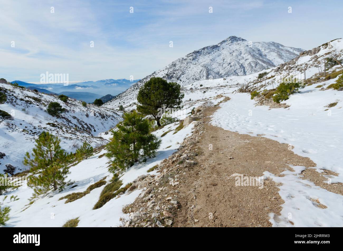 Verstreute Kiefern in der Mitte des Berges. Naturpark Sierra Magina. Huelma, Jaén, Andalucía, Spanien, Europa Stockfoto