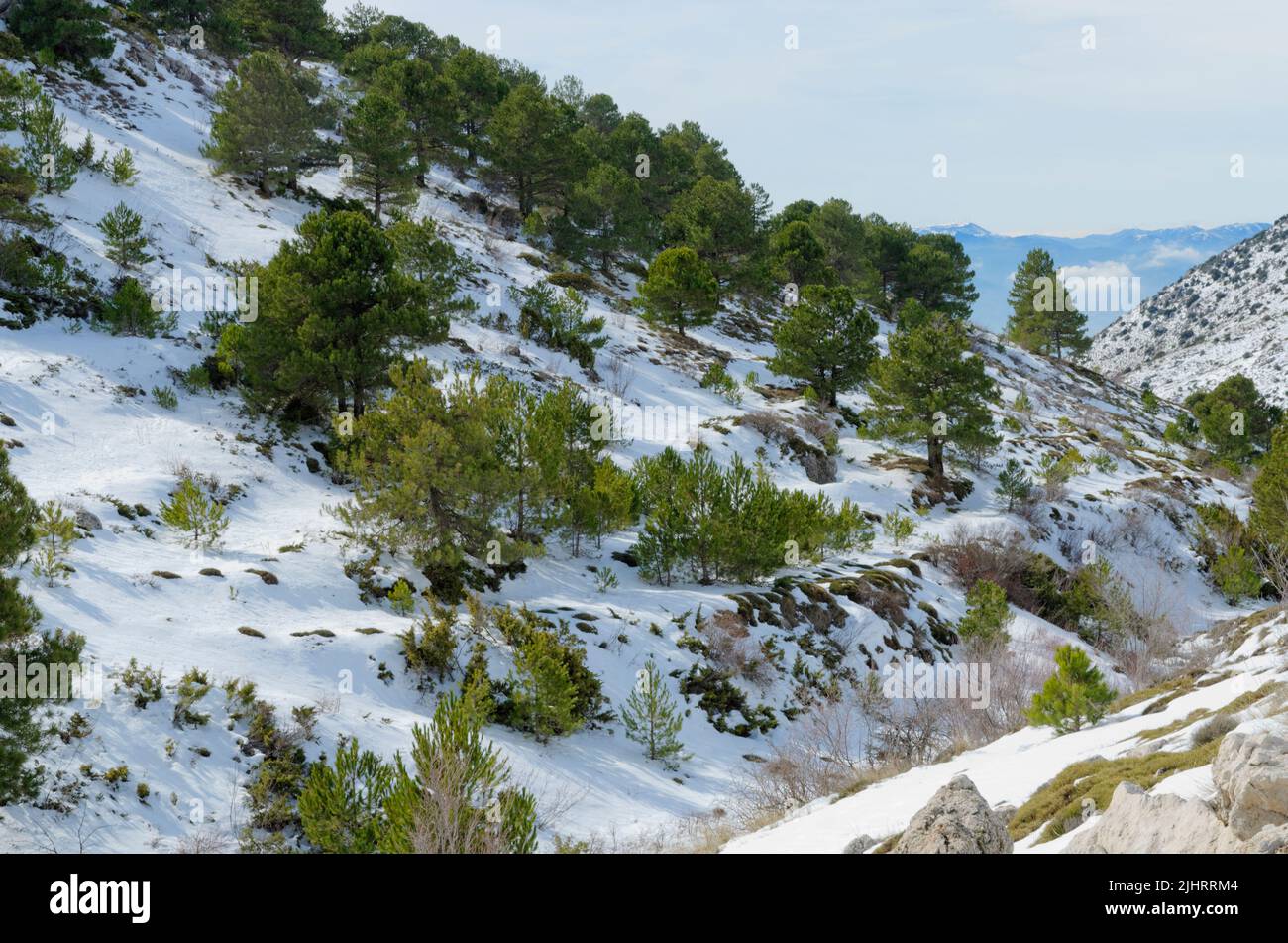 Verstreute Kiefern in der Mitte des Berges. Naturpark Sierra Magina. Huelma, Jaén, Andalucía, Spanien, Europa Stockfoto