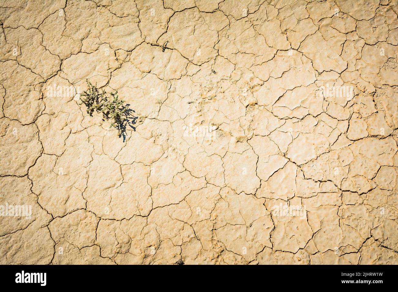 Die seltene Vegetation in Bárdena Blanca ist an die Armut des Wüstenbodens angepasst. Bardenas Reales Naturpark. Navarra, Spanien, Europa Stockfoto