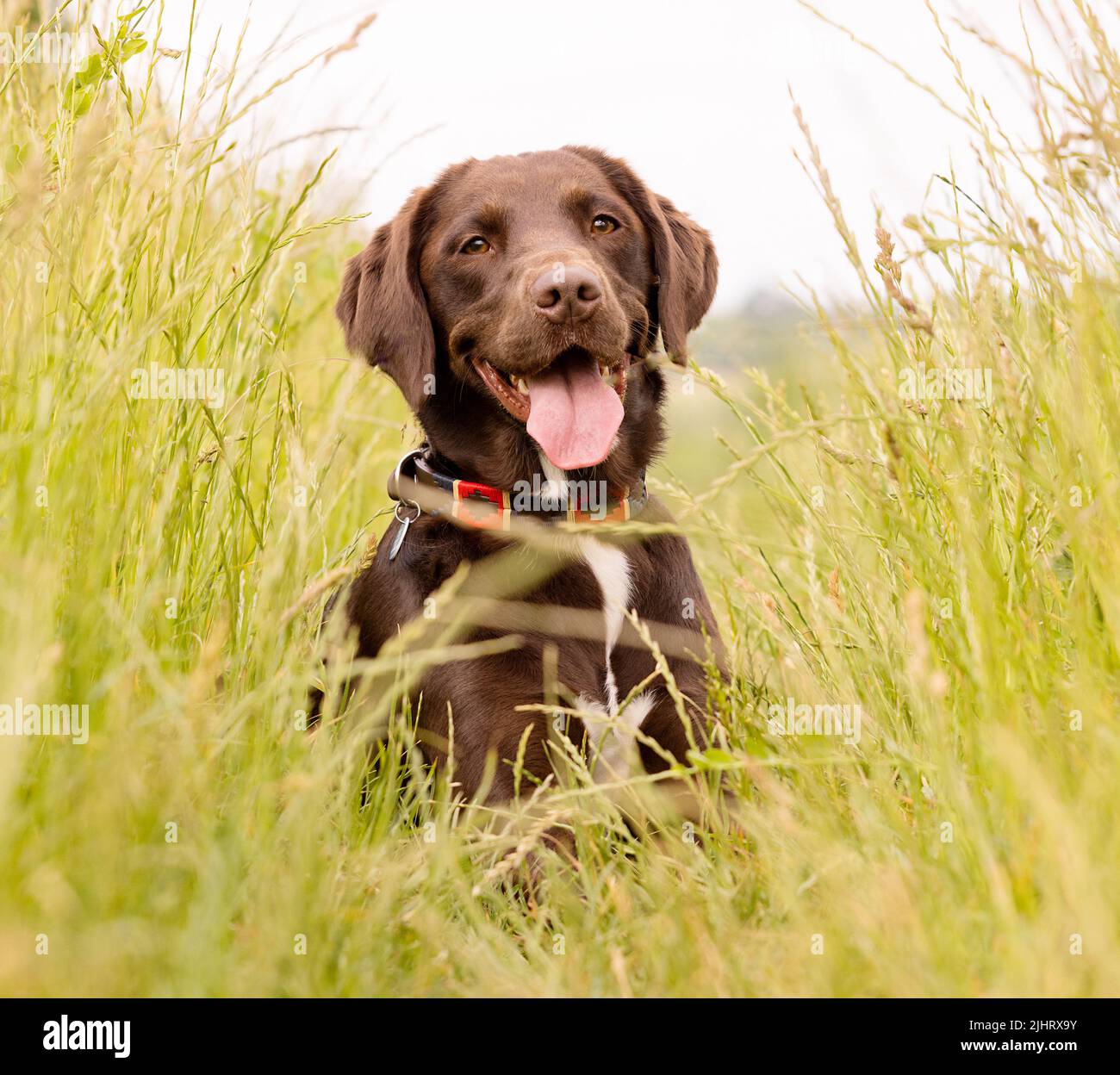 Chocolate Labrador Springer Spaniel Mischlingshund genannt Springador, der auf einem Feld mit langem Gras liegt. Stockfoto