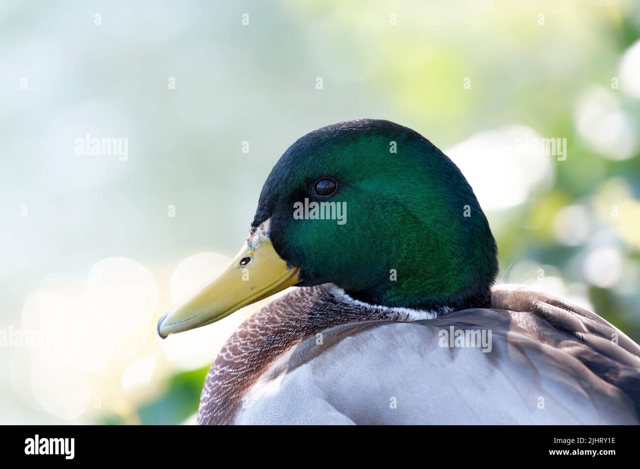 Eine Nahaufnahme einer niedlichen Stockente (Anas platyrhynchos) Stockfoto